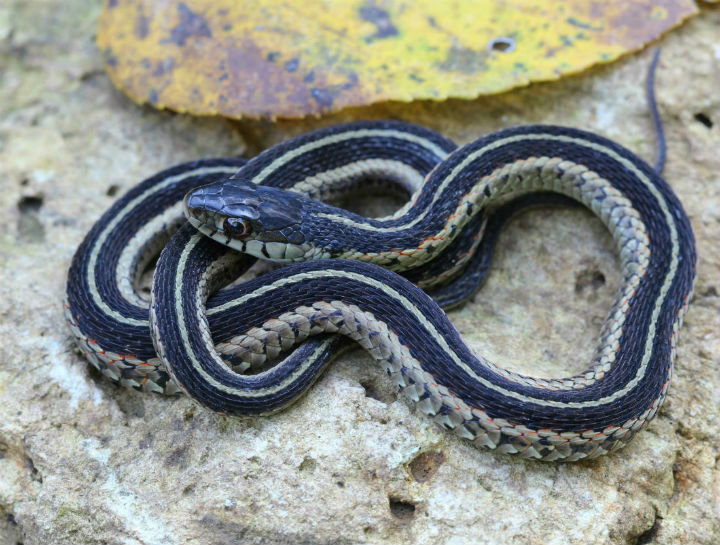 Eastern Garter Snake